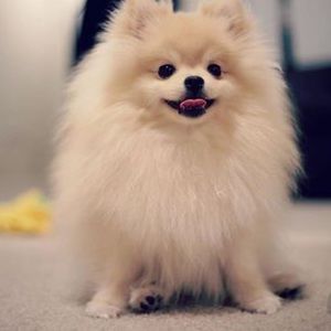 Meet your Posher, Chessica